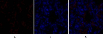 Sox-9 rabbit pAb Antibody