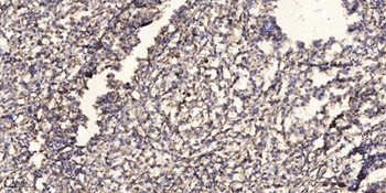 SR-1E rabbit pAb Antibody