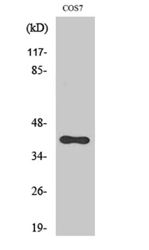 SR-1F rabbit pAb Antibody