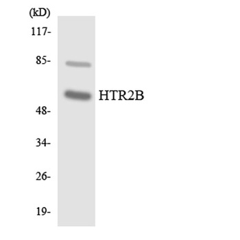 SR-2B rabbit pAb Antibody