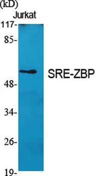 SRE-ZBP rabbit pAb Antibody