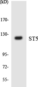 ST5 rabbit pAb Antibody