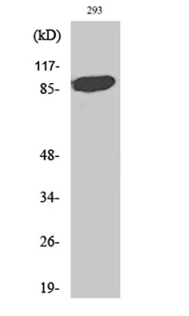 Stat5a rabbit pAb Antibody