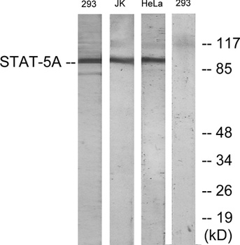 Stat5a rabbit pAb Antibody