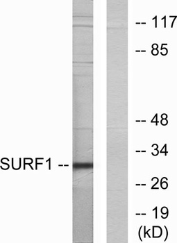 SURF-1 rabbit pAb Antibody