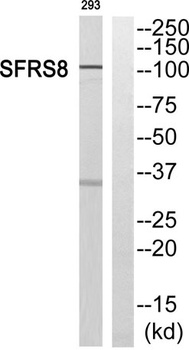 SWAP rabbit pAb Antibody