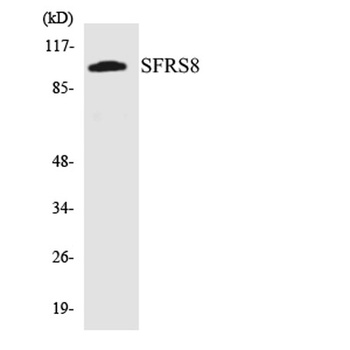 SWAP rabbit pAb Antibody