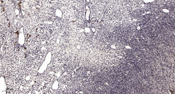 SWAP rabbit pAb Antibody