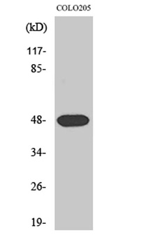 Synaptotagmin XI rabbit pAb Antibody