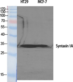 Syntaxin 1 rabbit pAb Antibody