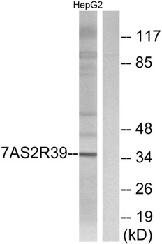 T2R39 rabbit pAb Antibody