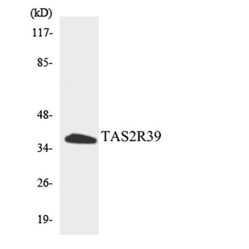 T2R39 rabbit pAb Antibody