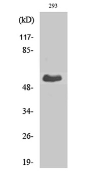 T3JAM rabbit pAb Antibody