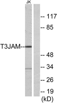T3JAM rabbit pAb Antibody