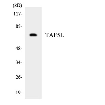 TAF5L rabbit pAb Antibody