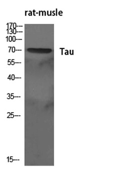 Tau rabbit pAb Antibody