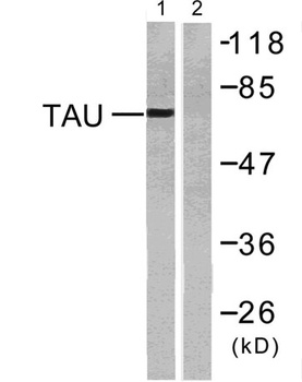 Tau rabbit pAb Antibody