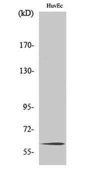 TCF-4/12 rabbit pAb Antibody