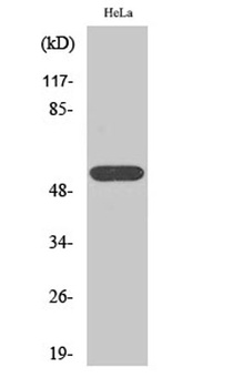 TEL rabbit pAb Antibody