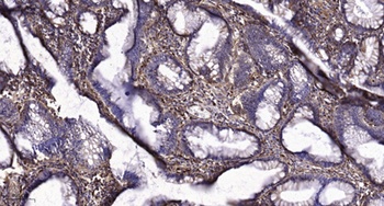 Tetraspanin-8 rabbit pAb Antibody