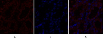 TGFβ RII rabbit pAb