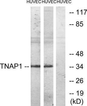 TNF-IP 1 rabbit pAb Antibody