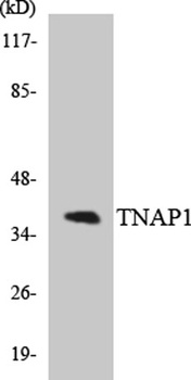 TNF-IP 1 rabbit pAb Antibody