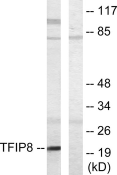 TNF-IP 8 rabbit pAb Antibody