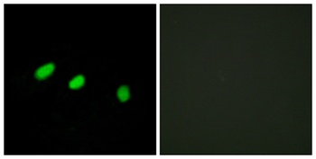 Tra-2α rabbit pAb Antibody