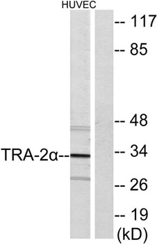 Tra-2α rabbit pAb Antibody