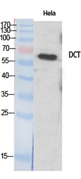 TRP2 rabbit pAb Antibody