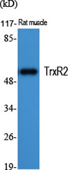 TrxR2 rabbit pAb Antibody