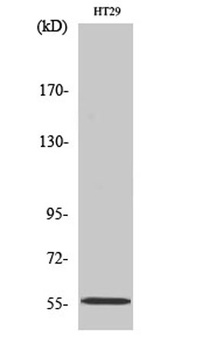 TrxR2 rabbit pAb Antibody