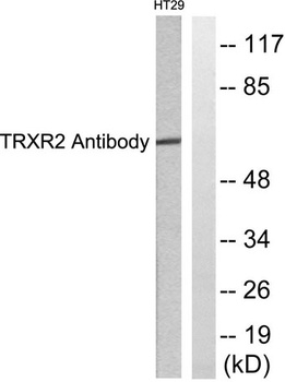 TrxR2 rabbit pAb Antibody