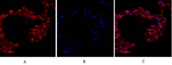 Tubulin α rabbit pAb Antibody