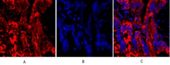 Tubulin α rabbit pAb Antibody