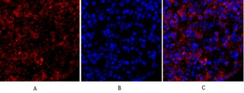 Tubulin α rabbit pAb Antibody