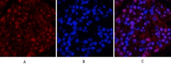 Tubulin β rabbit pAb
