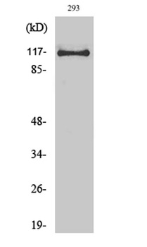 USP38 rabbit pAb Antibody