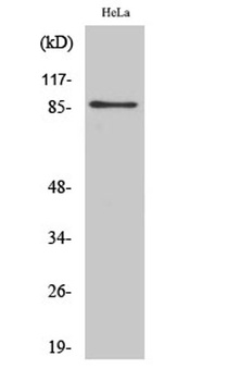 UTP14A rabbit pAb Antibody
