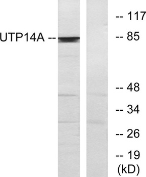 UTP14A rabbit pAb Antibody