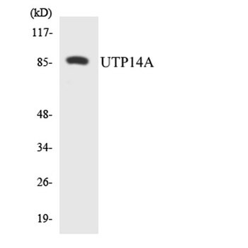 UTP14A rabbit pAb Antibody