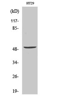 Vangl1 rabbit pAb Antibody