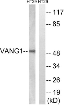 Vangl1 rabbit pAb Antibody