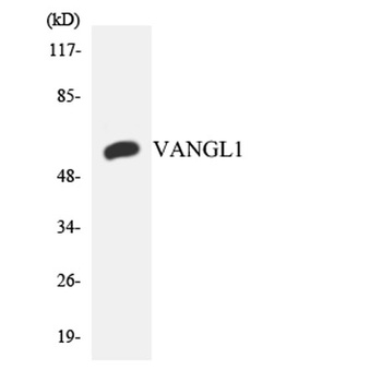Vangl1 rabbit pAb Antibody