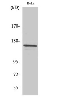 Vinculin rabbit pAb Antibody