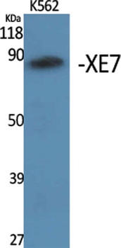 XE7 rabbit pAb Antibody