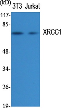 XRCC1 rabbit pAb Antibody