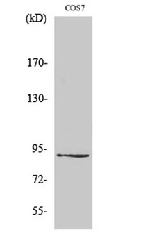 ZC3H11A rabbit pAb Antibody
