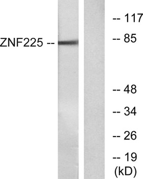 ZNF225 rabbit pAb Antibody